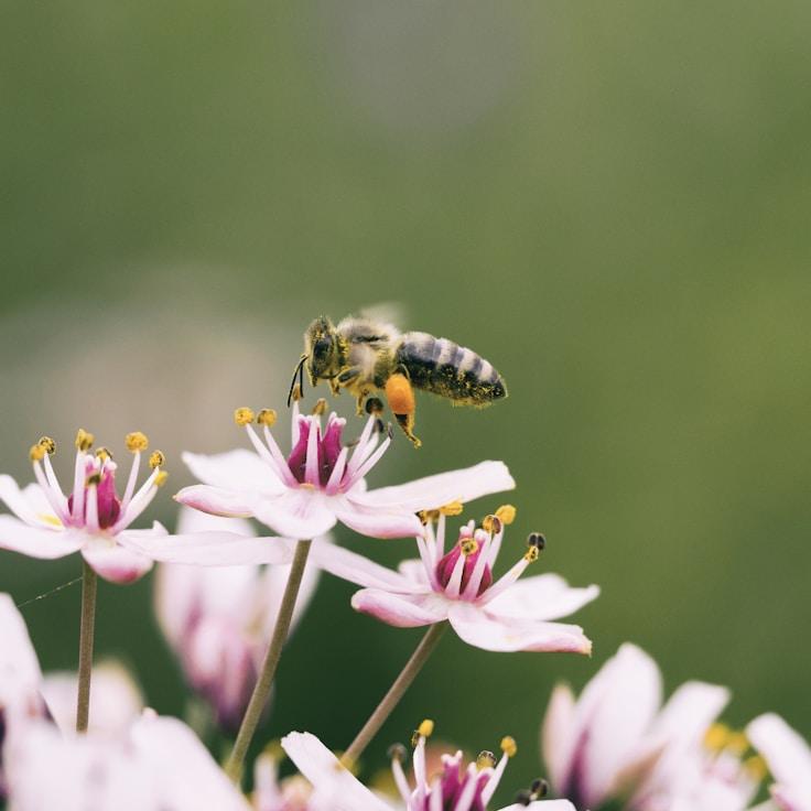National parks landscape